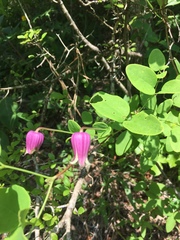 Clematis glaucophylla