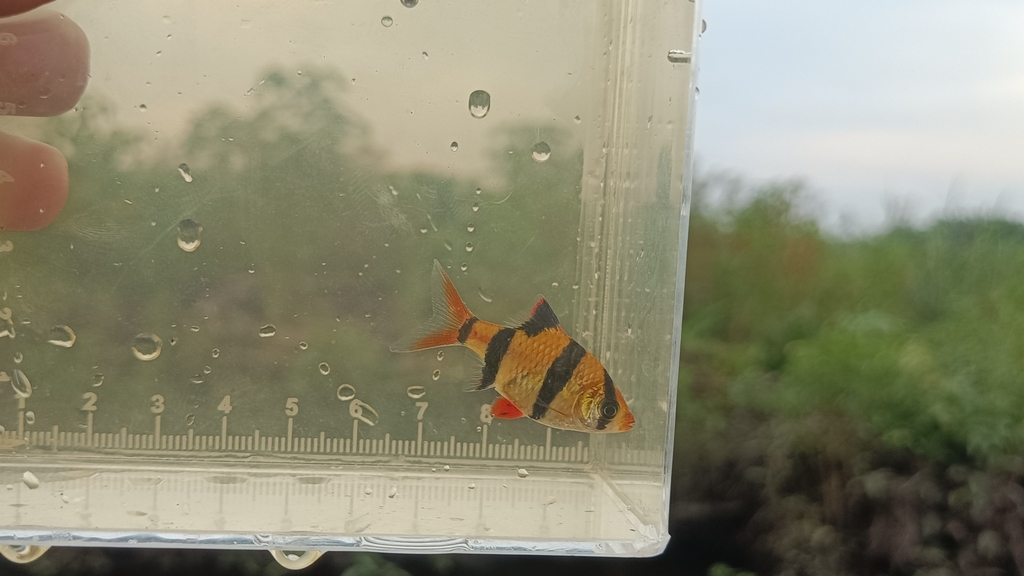 Sumatra barb (Puntigrus tetrazona)