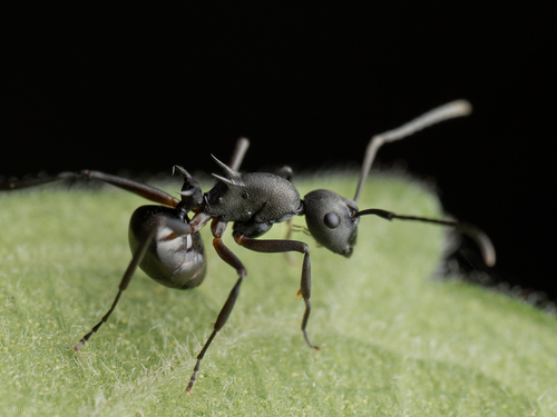奇多刺蚁锡兰亚种Polyrhachis hippomanes ceylonensis