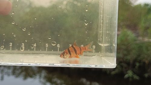 Sixbanded barb (Desmopuntius hexazona) — Cyprinidae — 5
