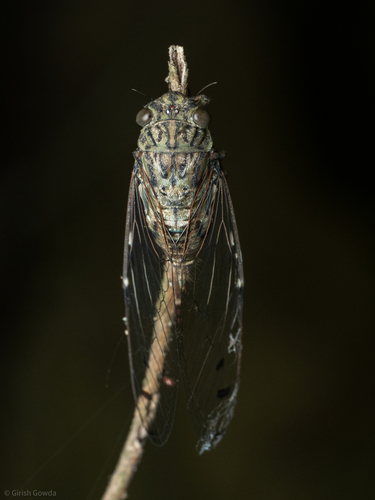 Género Changa · Naturalista Costa Rica