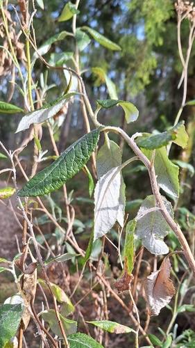 Image of Senecio hypoleucus by no rights reserved