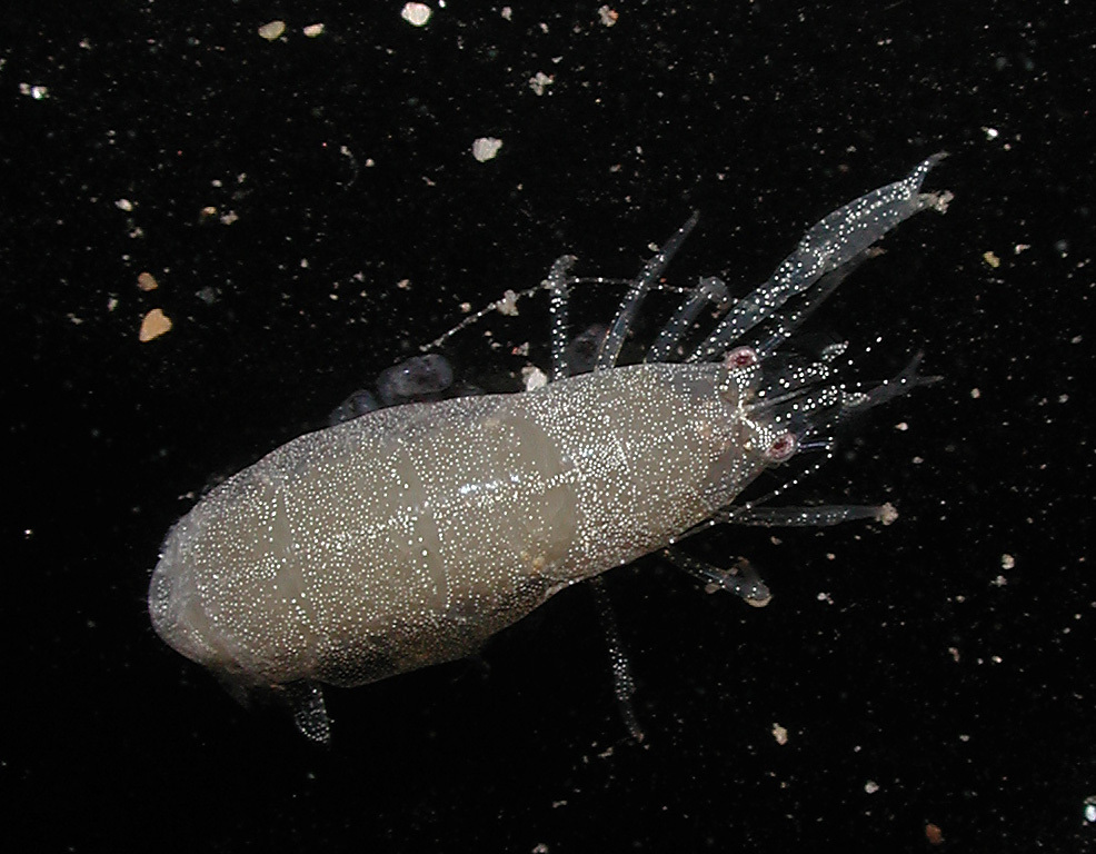 Onycocaris