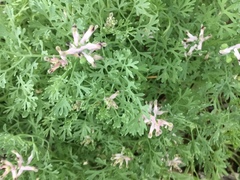 Fumaria officinalis