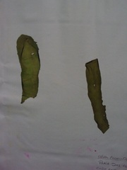 Ulva fasciata