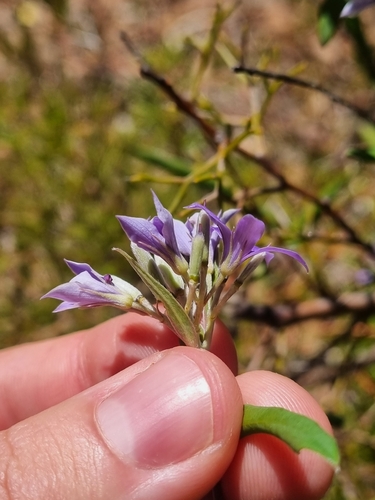 Image of Billardiera fraseri by (c) Malcolm Simard, some rights reserved (CC BY)