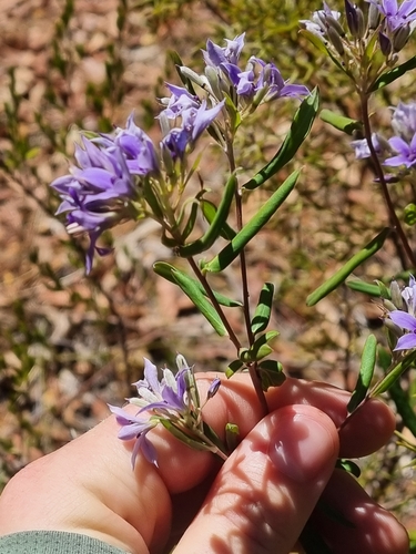 Image of Billardiera fraseri by (c) Malcolm Simard, some rights reserved (CC BY)