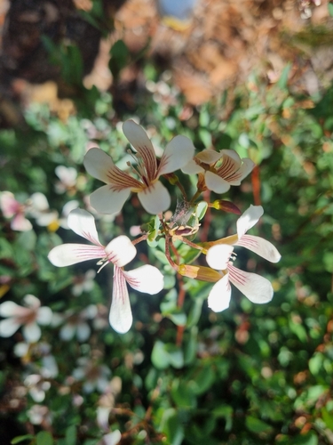 Marianthus bicolor (Marianthus bicolor)