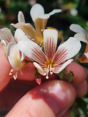 Image of Marianthus bicolor by (c) Malcolm Simard, some rights reserved (CC BY)