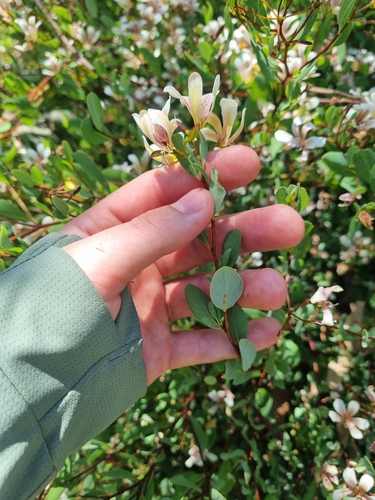 Image of Marianthus bicolor by (c) Malcolm Simard, some rights reserved (CC BY)