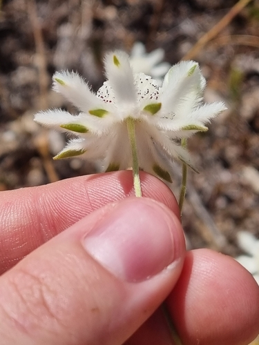 Image of Flannel Flower (Actinotus leucocephalus) by (c) Malcolm Simard, some rights reserved (CC BY)