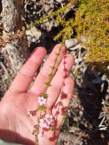 Image of Babingtonia camphorosmae by (c) Malcolm Simard, some rights reserved (CC BY)
