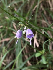 Adenophora triphylla