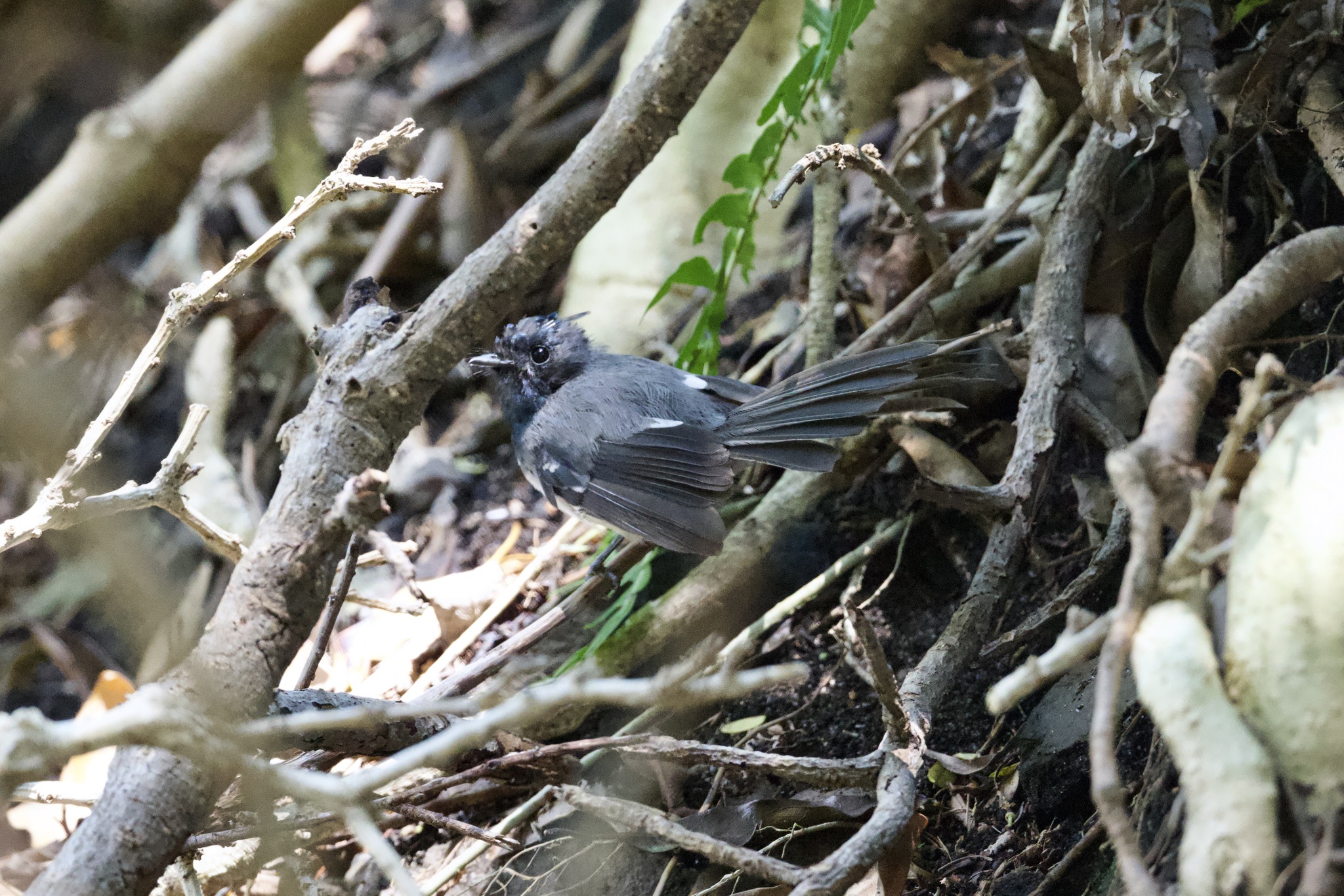 Blue-mantled Crested Flycatcher (Trochocercus cyanomelas), photo 4