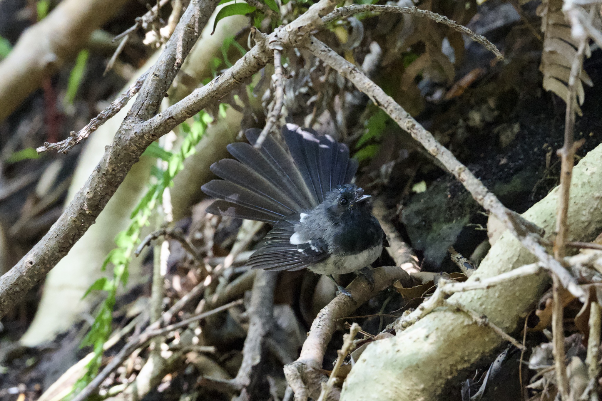 Blue-mantled Crested Flycatcher (Trochocercus cyanomelas), photo 3