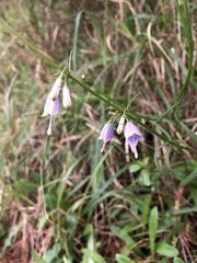 Adenophora triphylla