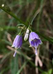 Adenophora triphylla