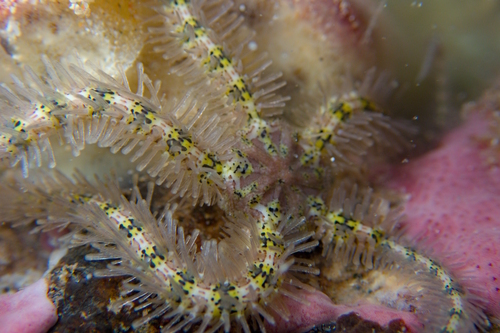 Macrophiothrix spongicola observed 2025-02-02
