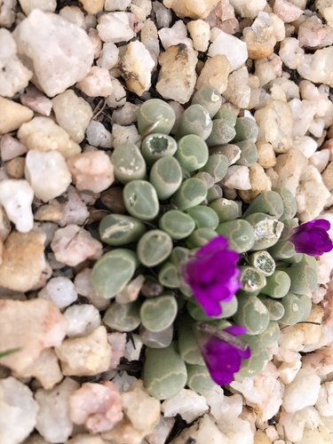 Fairy Elephant's-feet (Frithia pulchra)