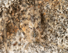 Hypochilus bernardino