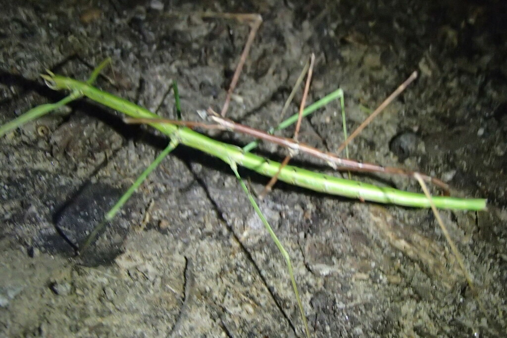Blue Mountain Stick Insect from 62 Railway Parade, Wentworth Falls NSW ...