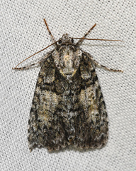 Acronicta increta