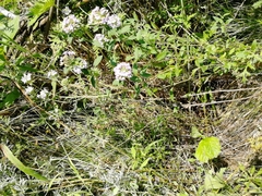 Ziziphora clinopodioides