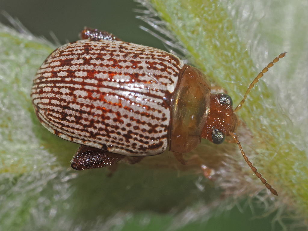 Calotheca prinslooi