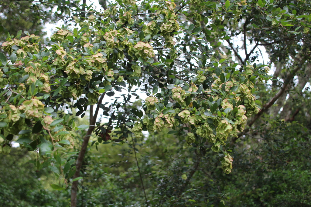 Foto de Cega-machado