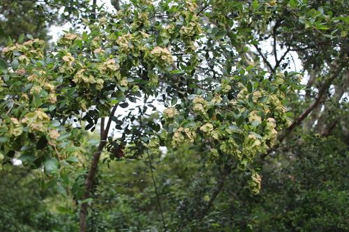 Foto de Cega-machado