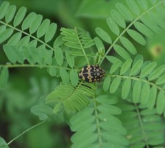 Orsilochides scurrilis