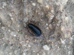 Loboptera canariensis