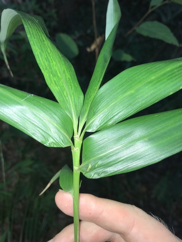 Pleioblastus kodzumae iNat (2)