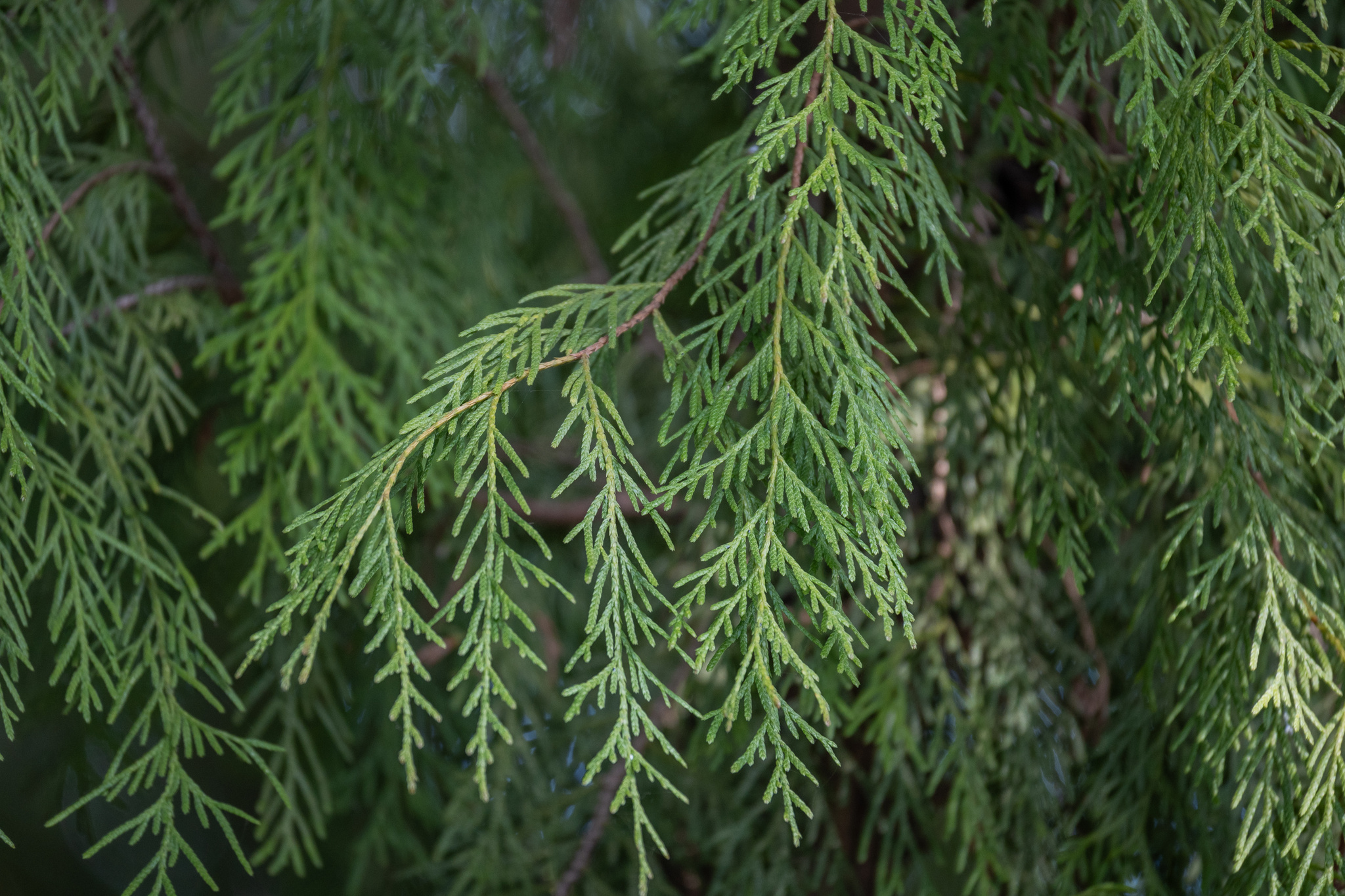 Cupressus funebris