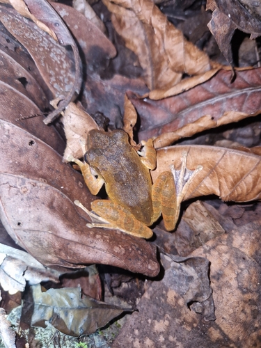 Sulawesi Tree Frog, Polypedates iskandari