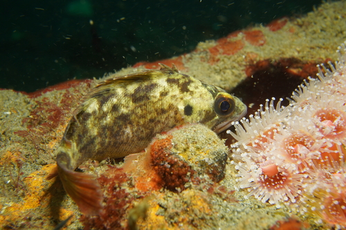 Bolina (Sebastes auriculatus) — Sebastidae — 4