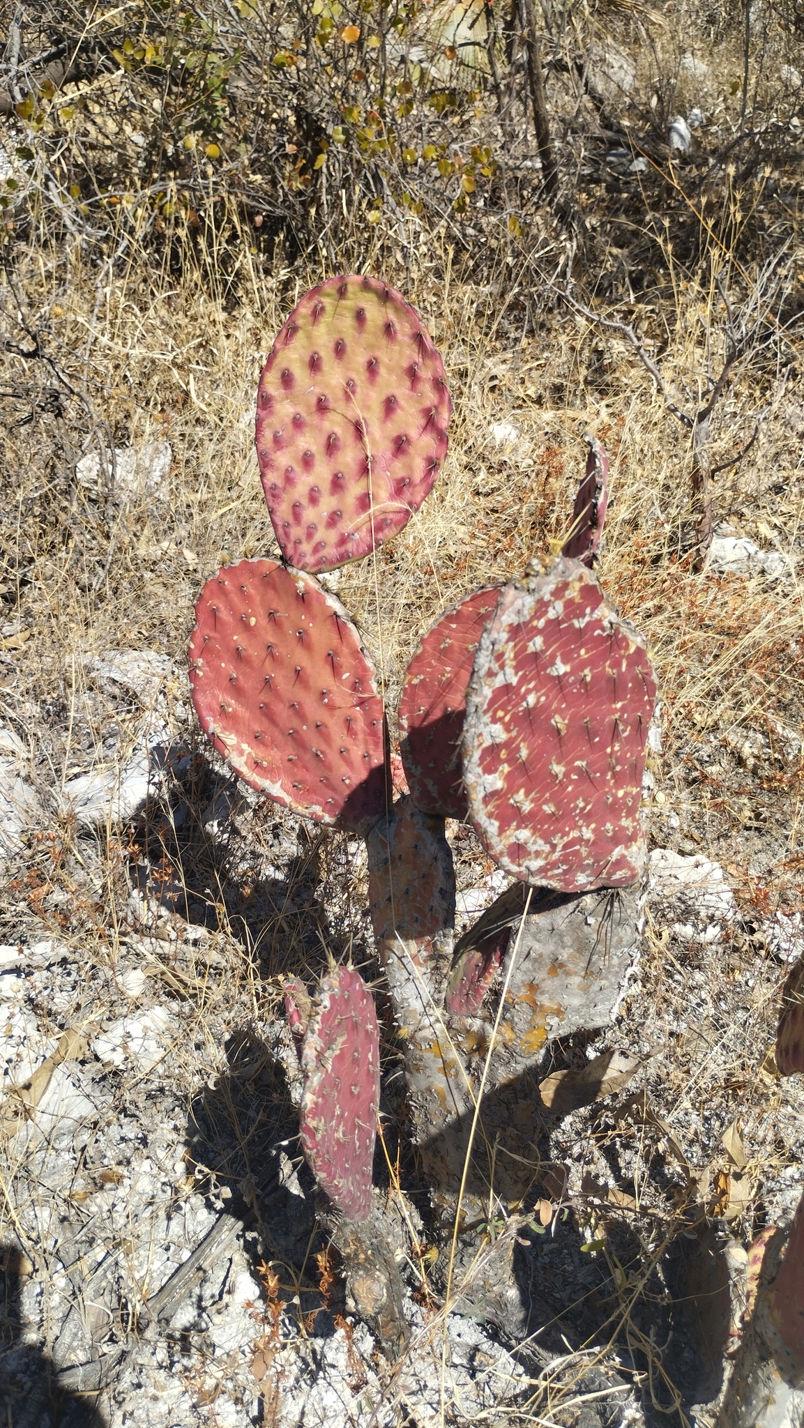 Nopal cactus