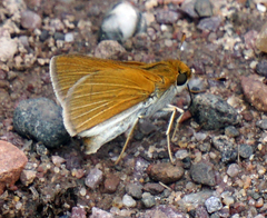 Euphyes bimacula