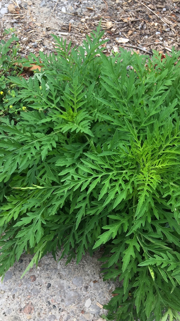 common ragweed from 1040 Mississaga St W, Orillia, ON, CA on July 31 ...