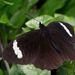 White-bar Mountain Satyr - Photo (c) Gustavo Fernando Durán, some rights reserved (CC BY-NC-SA), uploaded by Gustavo Fernando Durán