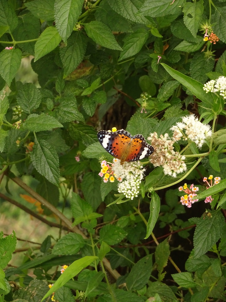 Argynnis hyperbius (Argynnis hyperbius)