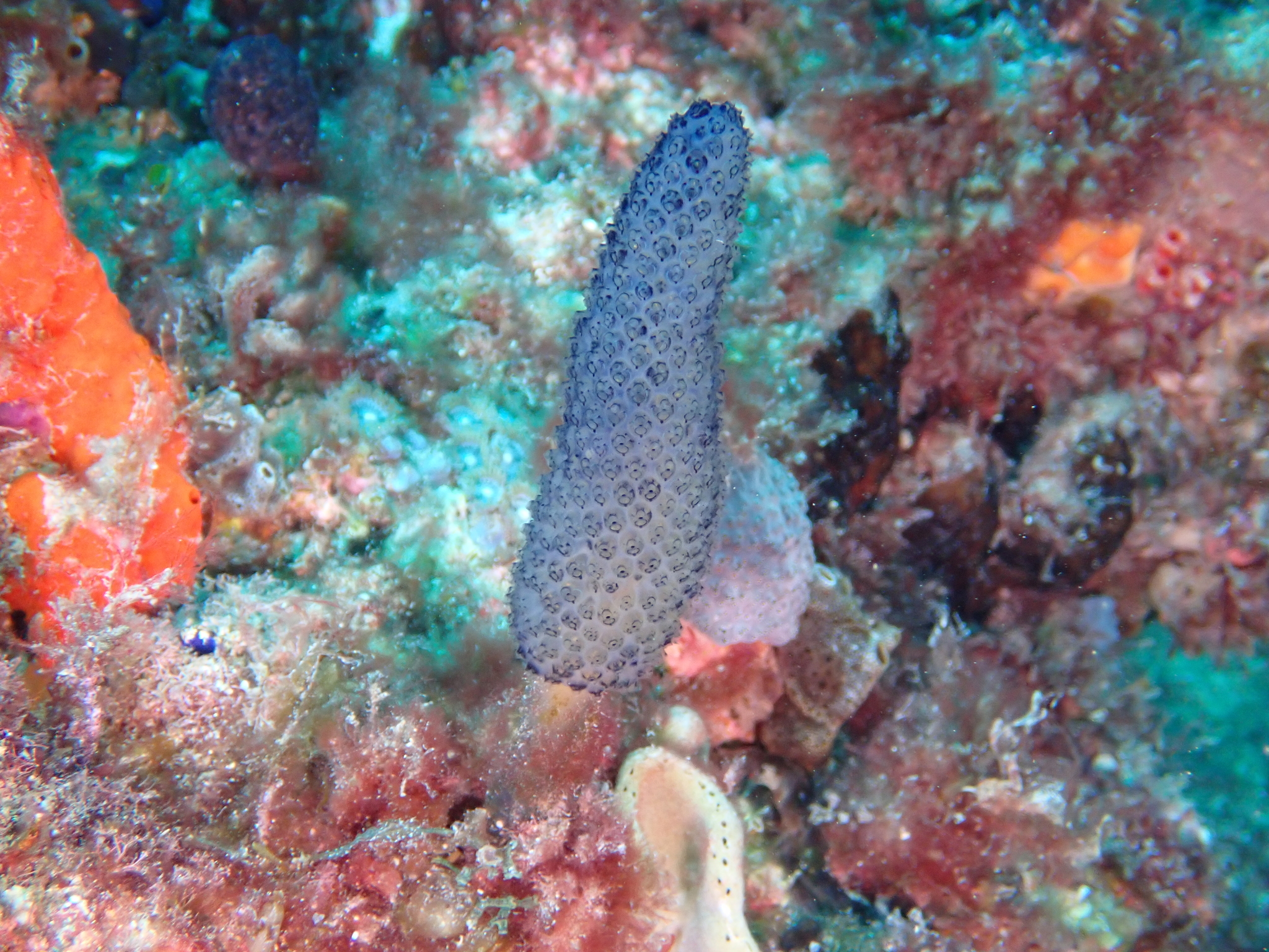 Sigillina cyanea (Herdman, 1899)