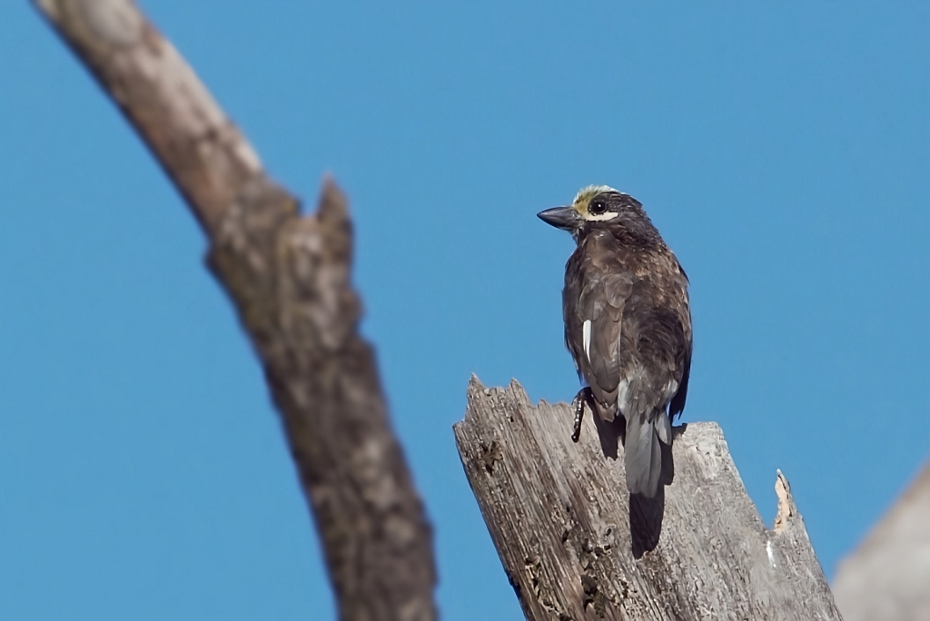 Whyte's Barbet (Stactolaema whytii), photo 3