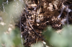 Masticophis taeniatus taeniatus