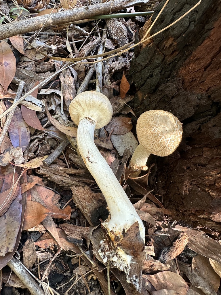 Boletellus dissiliens · February 2025 · photo: © prossington (iNaturalist, cc-by)