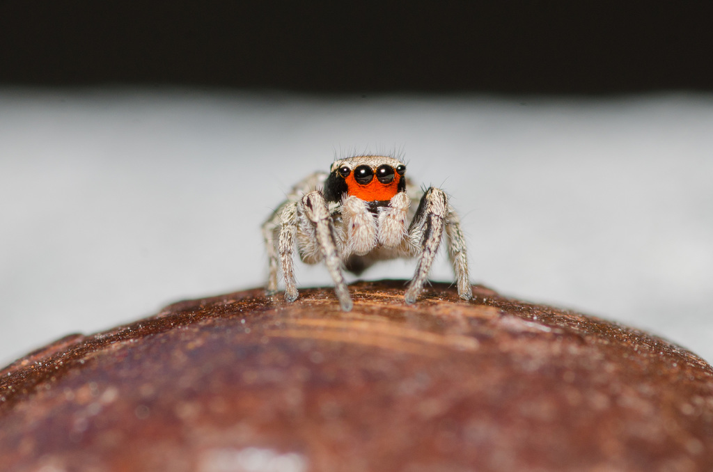 Habronattus coecatus