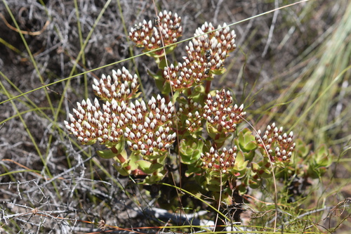 Crassula undulata