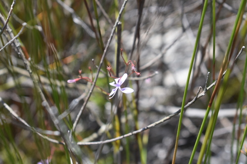Image of Prismatocarpus diffusus by (c) Justin Ponder, some rights reserved (CC BY)