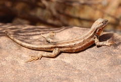 Sceloporus graciosus graciosus