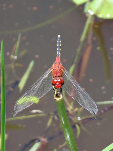 Barbet Percher
